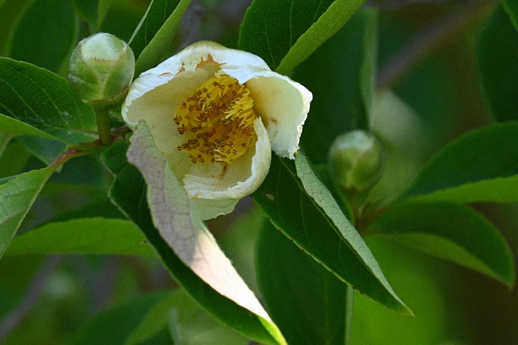 2025-07049348 Acton Arboretum, MA.JPG - Stewartia hybrid (Stewartia hybrid). Acton Arboretum, MA, 7-4-2025
